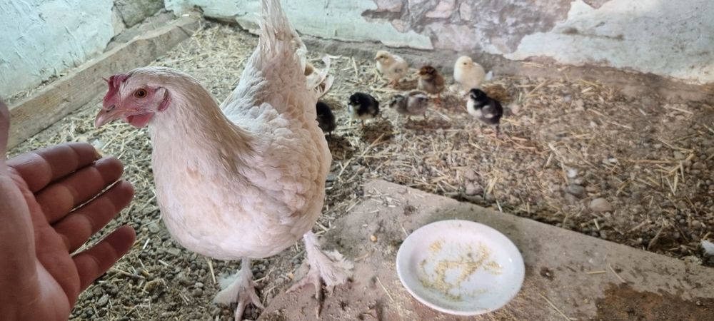 Товук 10 жужаси билан сотилади