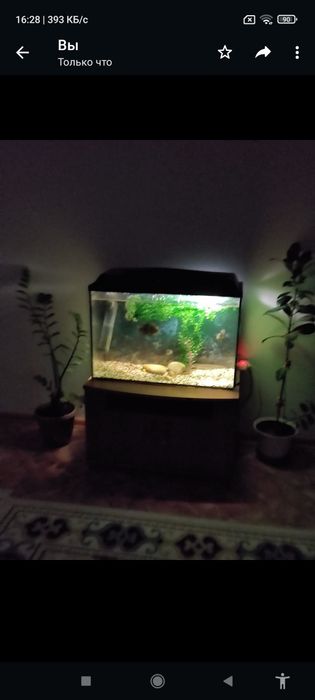 Аквариум стунбочкои