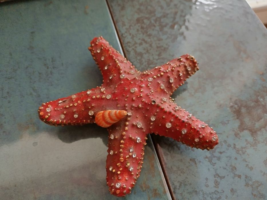 Сувенир Морска звезда от Австралия