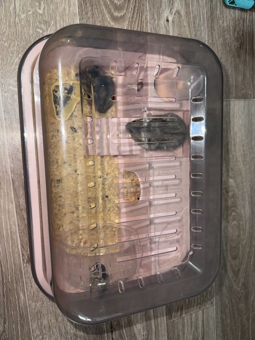 Хомяк мальчик и девушка