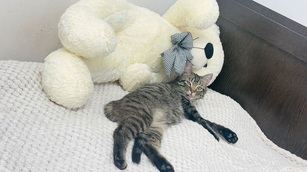 Сладкий котенок ищет семью