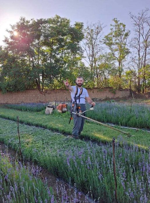 Разсад лавандула .