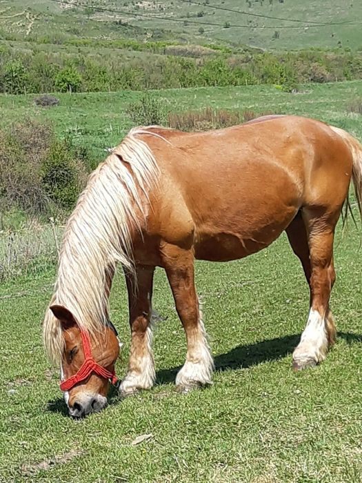 Vînd iapă gestantă