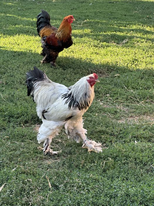Disponibili cocosi brahma herminat dechis