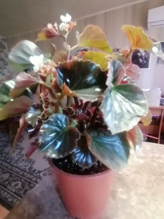 Комнатные растения