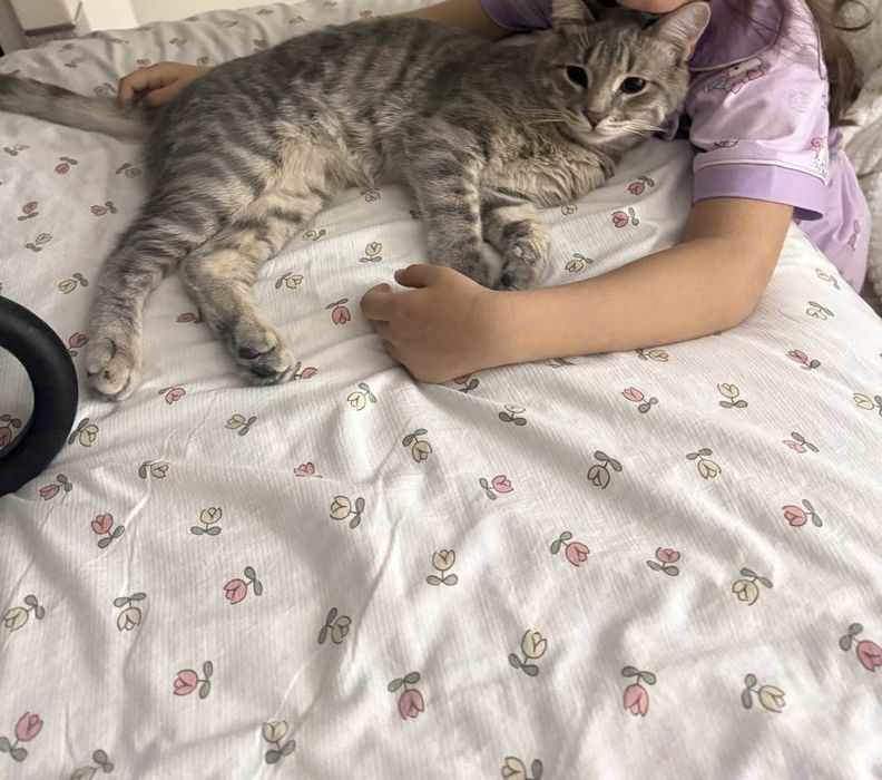 Отдам кота бесплатно