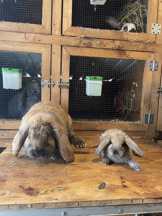 Pui berbec german touring