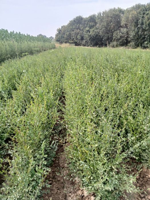 Вязь Карагач Сеянцы