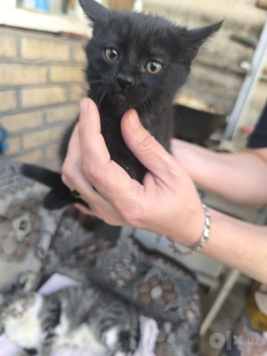 котята бесплатно. в хорошие руки!