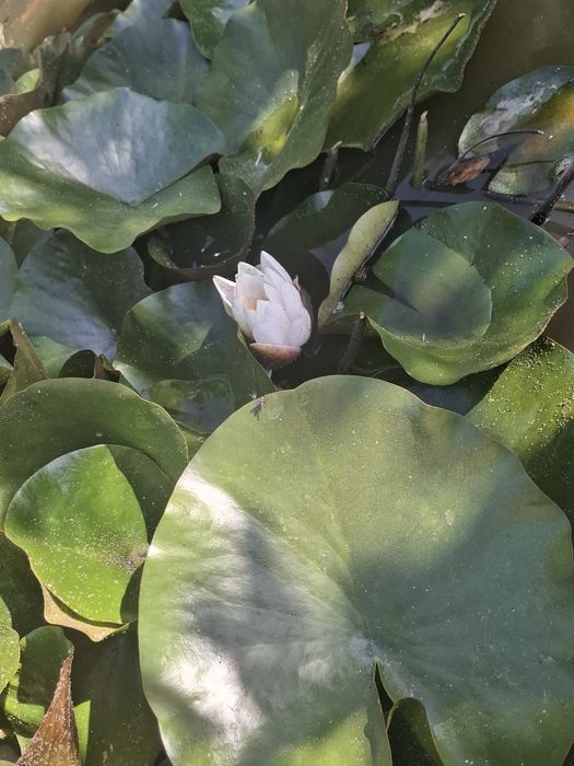 Nuferi de iaz ,baltă