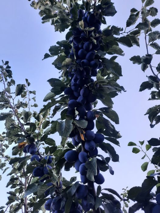 De vânzare apa de gura