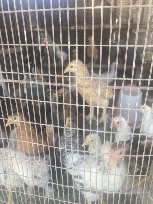 Балапандар сатылады