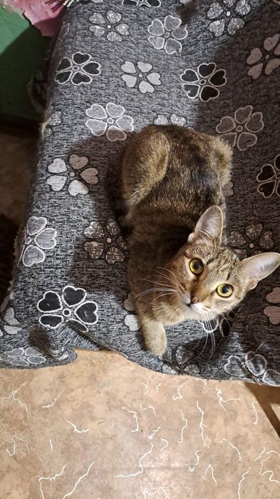 Пропала кошка в мкр. Кулагер