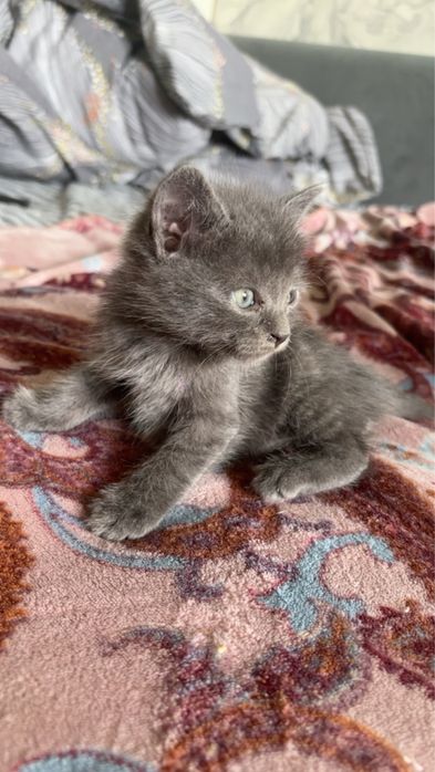 Отдам котят в добрые руки!