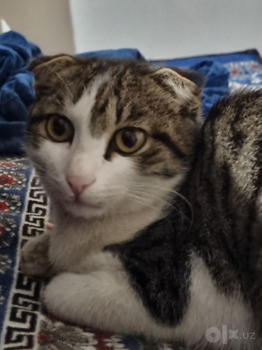 Zotli Shetland mushug bolasi "erkak"sotladi 700 ming .