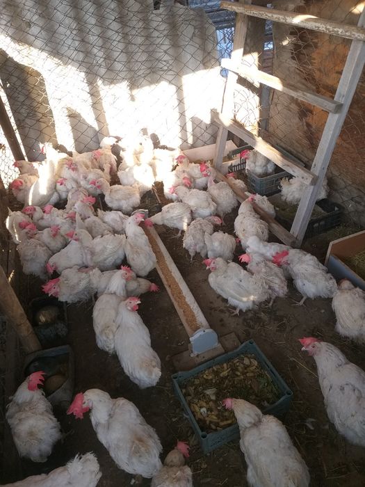 Куры несушки продам