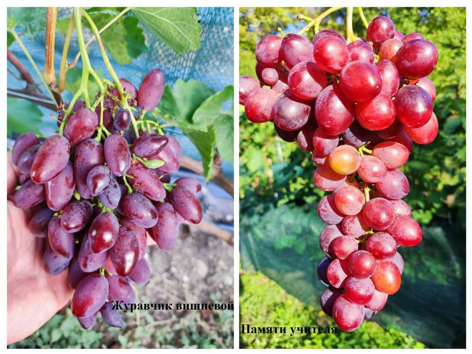 Резници от десертни сортове грозде безсеменни лозе лозарство