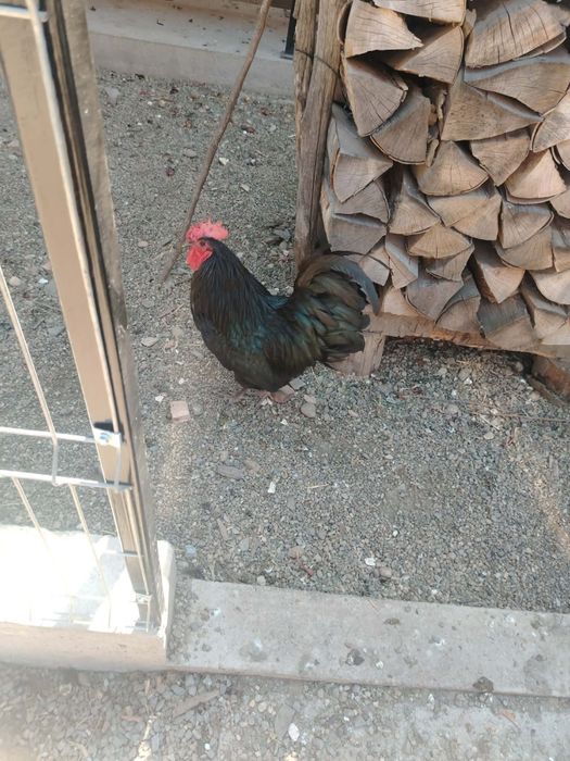 Vând pui Australorp