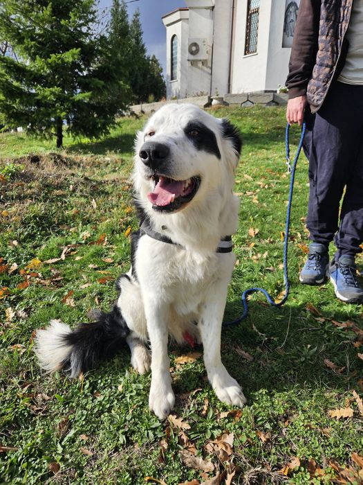 Бруно търси своя дом!