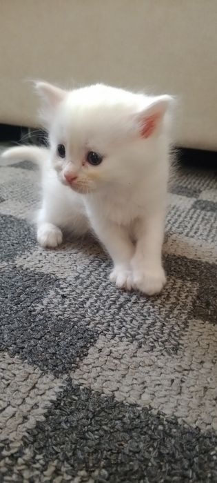 Jinsiy aloqa yosh qiz