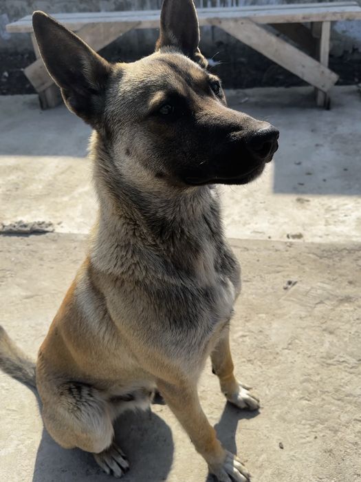 Бельгийская овчарка малинуа