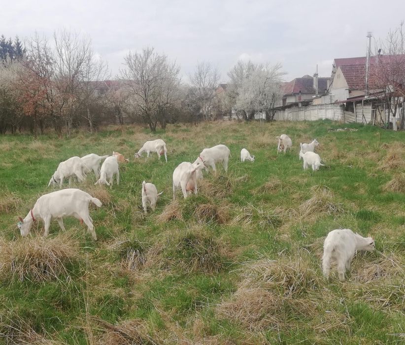 Vând capră și țap