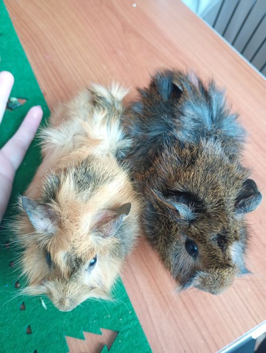 Porcușori de guineea