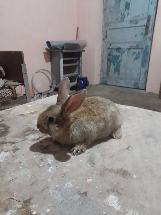 Velikan erkak sotiladi