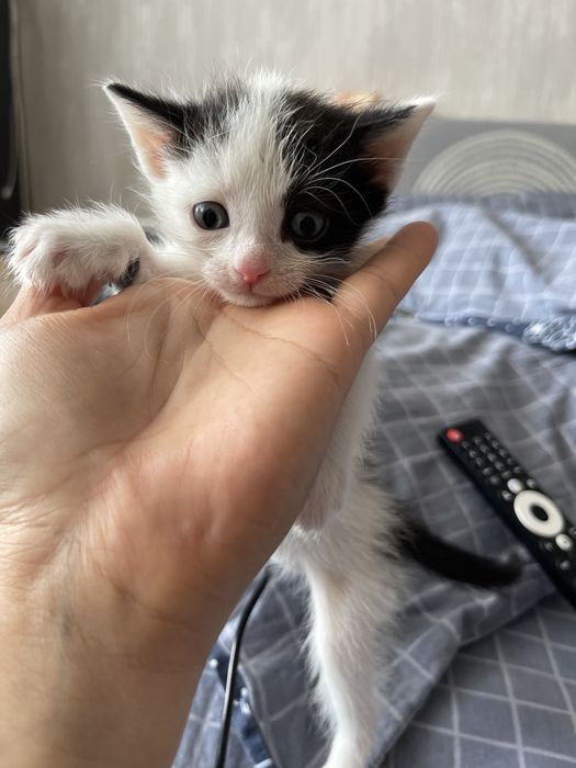 Котенок мальчик.Чистый ,ласковый