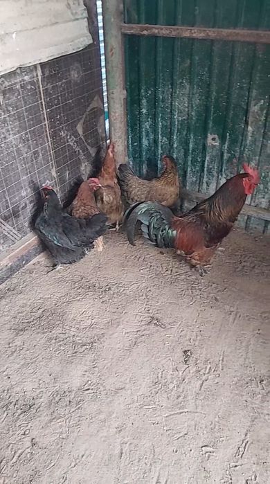 Тауықтар сатылады