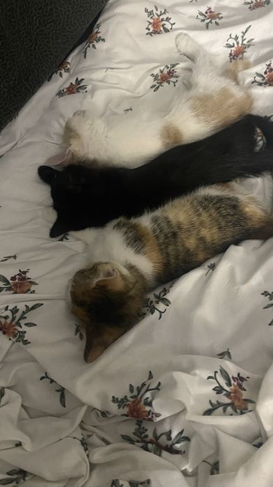 Отдам котят в доброе руки.