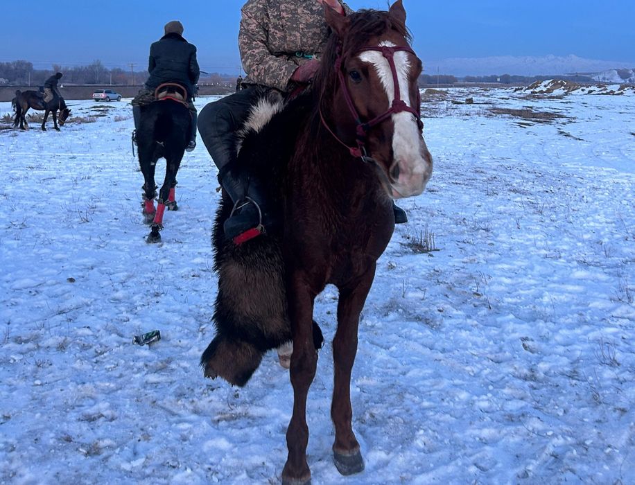 Полукровка дончак