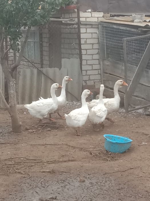 Продам гусей домашние