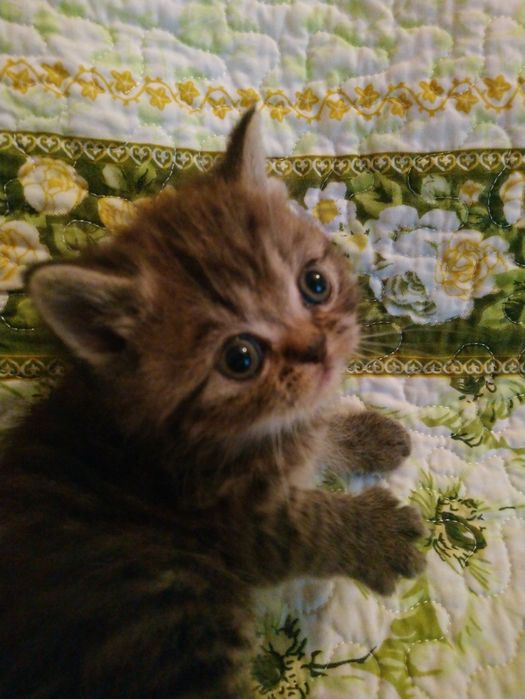 Продам котёнка экзот