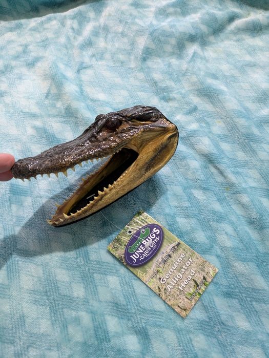 Cap de aligator trofeu
