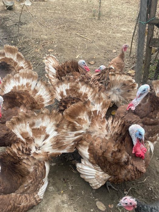 Curcani rosu de borboun de vanzare și pui