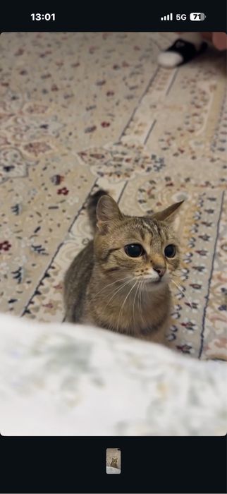 Отдам срочно кошек
