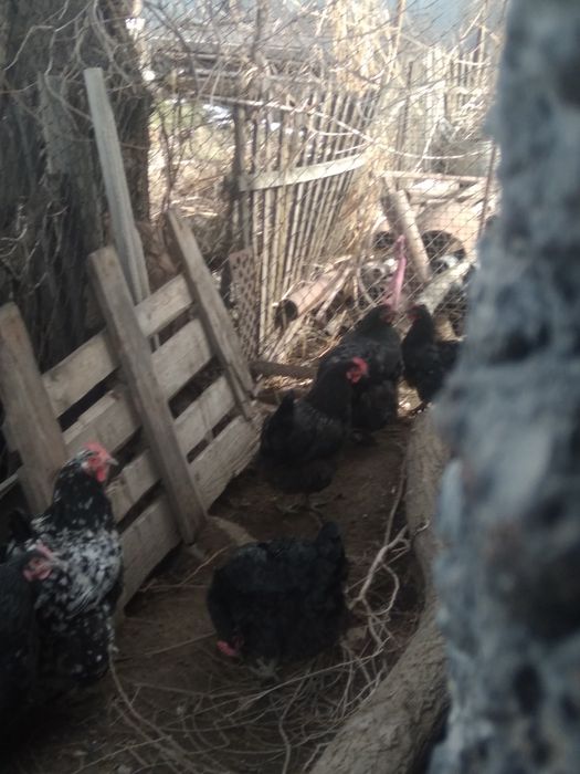 Куры австролорп чёрные