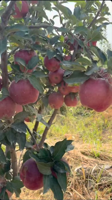 Яблоневый сад 5 га