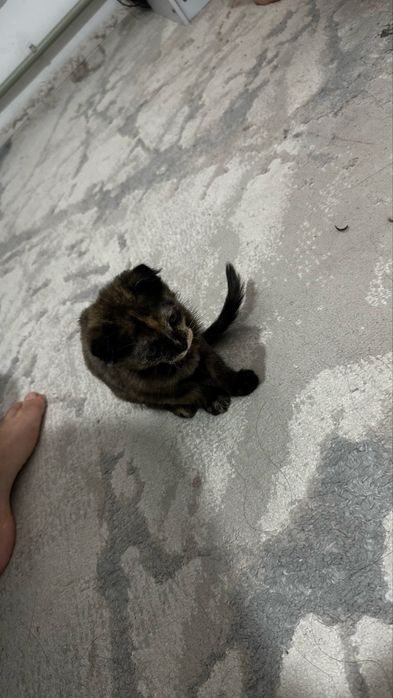Мысық сатылады тұқымы Scottish Fold