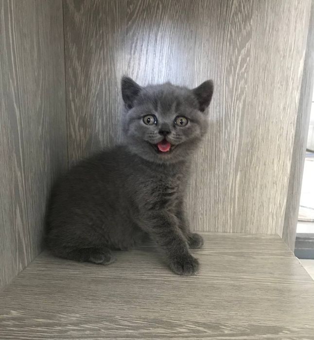 Uzun oralgan yalangoch qizlar