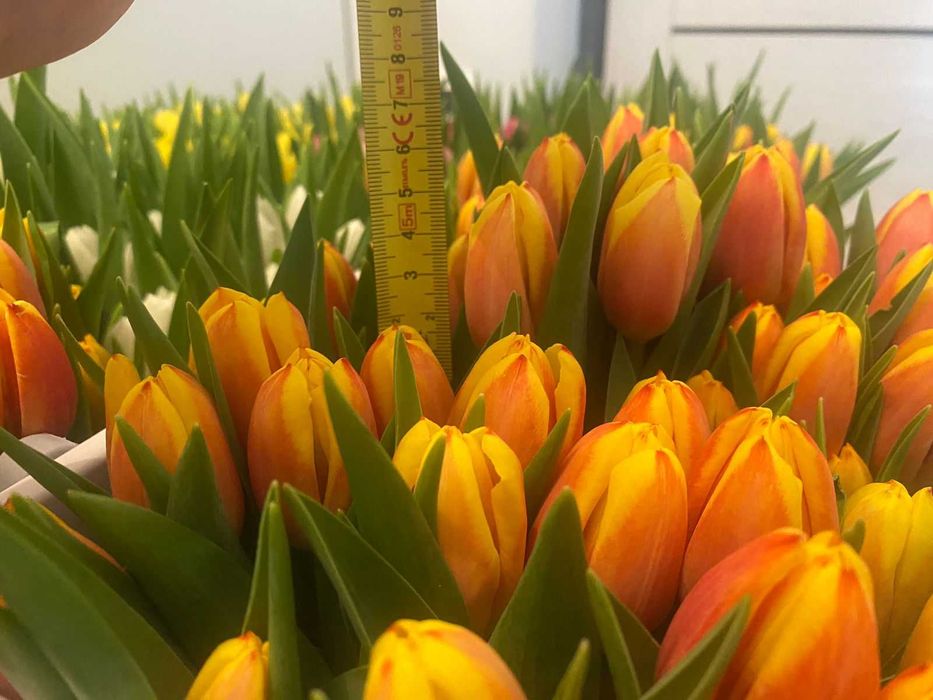 Тюльпаны Астана Оптом Голландия и Беларусь