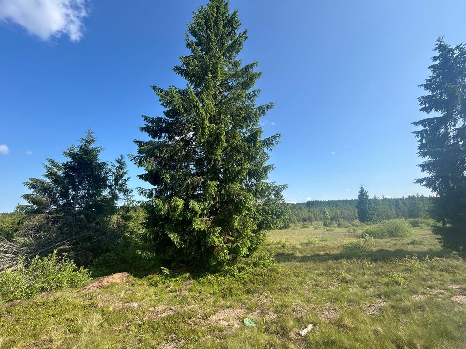 Teren Belis de vanzare