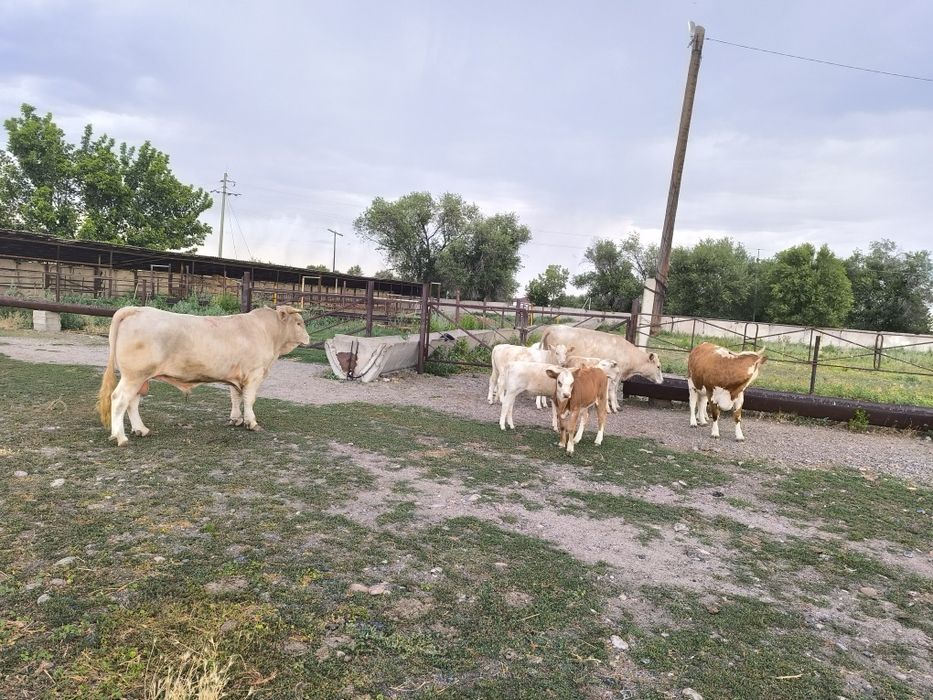 Продам подсос бычков и телочек
