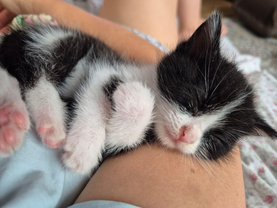 Котенок в добрую семью