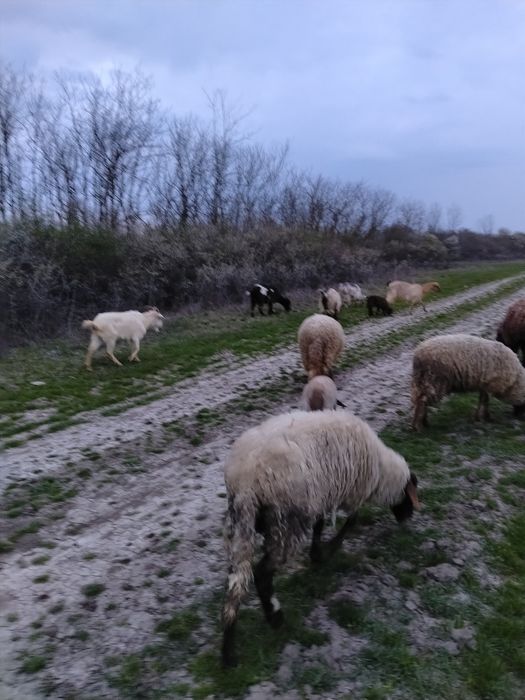 Vând Oi și miei și Berbec și Capre și iezi și țap