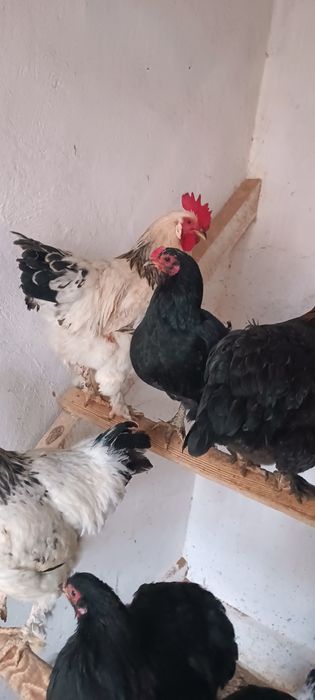 Қораз, әтеш, петух