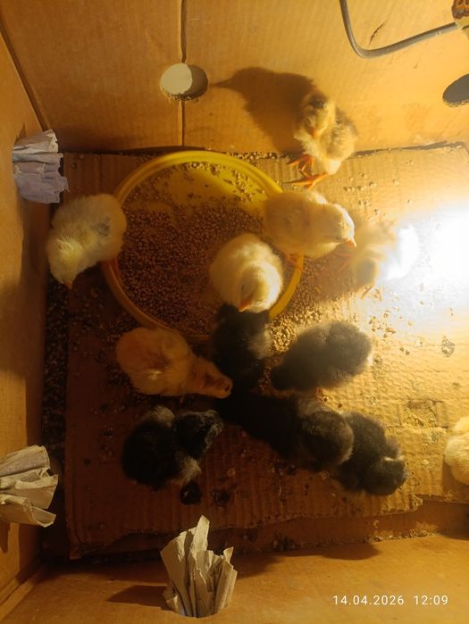 Балапан сатылады 14 штук