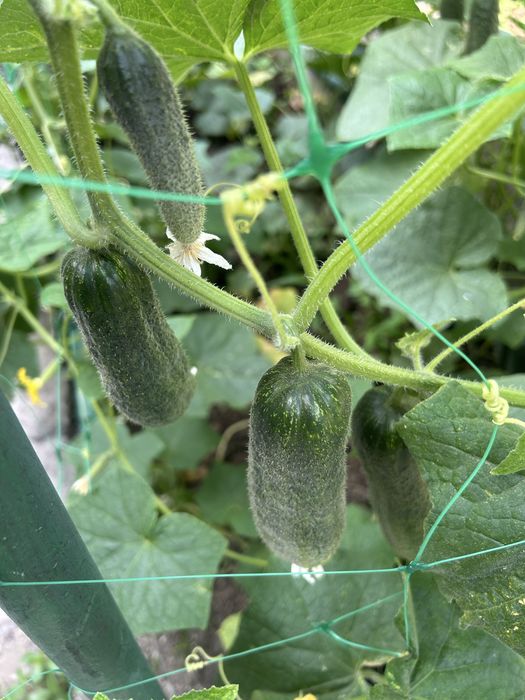 Продам домашние огурцы