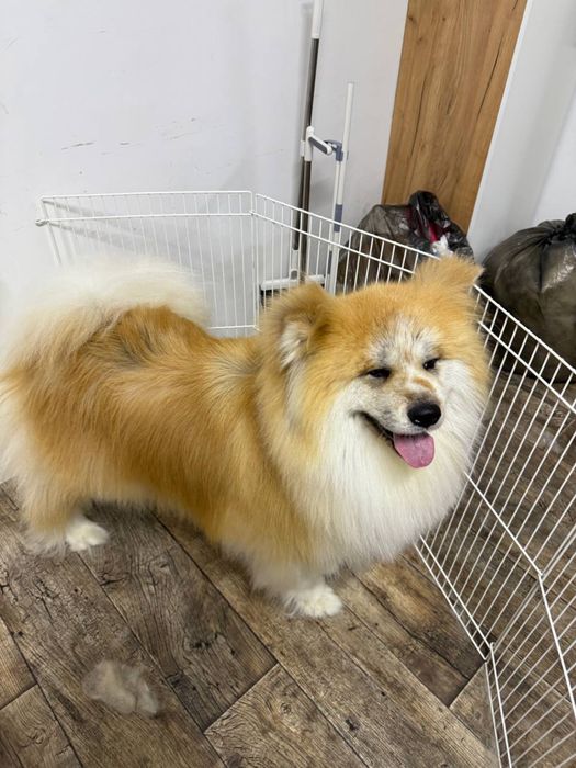 Экспресс-линька для собак